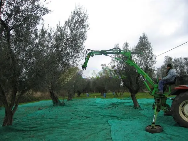 Hasatta zeytin toplama filesi